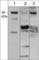 Semaphorin 3F antibody, SP3921, ECM Biosciences, Western Blot image 