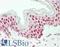  antibody, LS-B10690, Lifespan Biosciences, Immunohistochemistry frozen image 