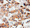 Histone chaperone ASF1A antibody, LS-C192606, Lifespan Biosciences, Immunohistochemistry frozen image 
