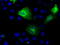 Tubulin Tyrosine Ligase Like 12 antibody, TA500775, Origene, Immunofluorescence image 