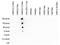 Histone Cluster 4 H4 antibody, NBP2-59253, Novus Biologicals, Dot Blot image 