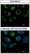 Probable G-protein coupled receptor 32 antibody, GTX108119, GeneTex, Immunocytochemistry image 