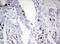 DNA Topoisomerase II Alpha antibody, LS-C797992, Lifespan Biosciences, Immunohistochemistry frozen image 