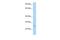 TM2 Domain Containing 3 antibody, PA5-69648, Invitrogen Antibodies, Western Blot image 