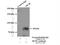 Colony Stimulating Factor 1 antibody, 14779-1-AP, Proteintech Group, Immunoprecipitation image 