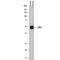 Leucine Rich Alpha-2-Glycoprotein 1 antibody, AF7890, R&D Systems, Western Blot image 