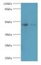 Fc Fragment Of IgM Receptor antibody, LS-C369595, Lifespan Biosciences, Western Blot image 