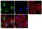 Caspase 6 antibody, MA5-11527, Invitrogen Antibodies, Immunofluorescence image 