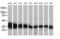 UDP-Galactose-4-Epimerase antibody, MA5-25349, Invitrogen Antibodies, Western Blot image 