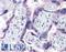 Tau Tubulin Kinase 2 antibody, LS-B4716, Lifespan Biosciences, Immunohistochemistry frozen image 