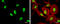 Splicing Factor Proline And Glutamine Rich antibody, GTX114209, GeneTex, Immunocytochemistry image 