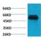 TRIM72 antibody, LS-C387756, Lifespan Biosciences, Western Blot image 