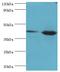 ERGIC And Golgi 2 antibody, MBS1495263, MyBioSource, Western Blot image 