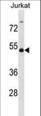 WT1 Associated Protein antibody, LS-C160644, Lifespan Biosciences, Western Blot image 