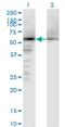 NEDD8 Activating Enzyme E1 Subunit 1 antibody, H00008883-M02, Novus Biologicals, Western Blot image 