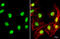 TEA Domain Transcription Factor 4 antibody, GTX108750, GeneTex, Immunofluorescence image 