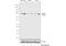 SMAD Family Member 4 antibody, 710714, Invitrogen Antibodies, Western Blot image 