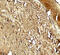 Phosphoinositide-3-Kinase Regulatory Subunit 4 antibody, 7949, ProSci, Immunohistochemistry frozen image 