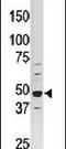 PCTK1 protein antibody, PA5-13970, Invitrogen Antibodies, Western Blot image 