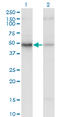 Eukaryotic Translation Initiation Factor 2 Subunit Beta antibody, LS-C133990, Lifespan Biosciences, Western Blot image 