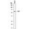 Prolylcarboxypeptidase antibody, AF7164, R&D Systems, Western Blot image 