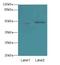 Antizyme Inhibitor 1 antibody, LS-C396243, Lifespan Biosciences, Western Blot image 