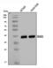 G Protein Subunit Alpha O1 antibody, A05532-2, Boster Biological Technology, Western Blot image 