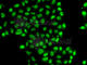 Zinc Finger Protein 148 antibody, A7001, ABclonal Technology, Immunofluorescence image 