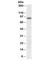 Unc-45 Myosin Chaperone B antibody, R35760-100UG, NSJ Bioreagents, Western Blot image 