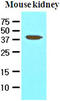 Apoptosis And Caspase Activation Inhibitor antibody, LS-C93780, Lifespan Biosciences, Western Blot image 