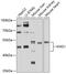 Kininogen 1 antibody, 16-720, ProSci, Western Blot image 