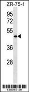 Vomeronasal 1 Receptor 5 (Gene/Pseudogene) antibody, 59-755, ProSci, Western Blot image 