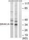 Olfactory Receptor Family 4 Subfamily K Member 14 antibody, GTX87987, GeneTex, Western Blot image 
