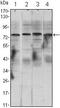 Component Of Inhibitor Of Nuclear Factor Kappa B Kinase Complex antibody, MA5-15696, Invitrogen Antibodies, Western Blot image 