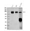 Prominin 1 antibody, M01767-3, Boster Biological Technology, Western Blot image 