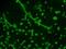 Candida albicans antibody, PA1-27158, Invitrogen Antibodies, Immunofluorescence image 