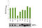 Protein Kinase AMP-Activated Catalytic Subunit Alpha 1 antibody, 7961C, Cell Signaling Technology, Enzyme Linked Immunosorbent Assay image 