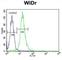 WD Repeat Domain 5B antibody, abx026057, Abbexa, Western Blot image 