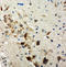 TSC Complex Subunit 1 antibody, LS-C313152, Lifespan Biosciences, Immunohistochemistry frozen image 