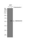 Calcineurin A antibody, NBP1-33041, Novus Biologicals, Western Blot image 