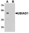 UbiA Prenyltransferase Domain Containing 1 antibody, A04437, Boster Biological Technology, Western Blot image 