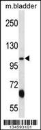 Potassium Voltage-Gated Channel Subfamily Q Member 3 antibody, 57-914, ProSci, Western Blot image 