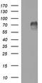 Mucosal addressin cell adhesion molecule 1 antibody, TA506916, Origene, Western Blot image 