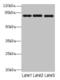 Protein Phosphatase With EF-Hand Domain 1 antibody, LS-C376374, Lifespan Biosciences, Western Blot image 