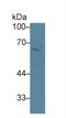 Scavenger Receptor Class B Member 1 antibody, LS-C374927, Lifespan Biosciences, Western Blot image 