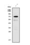 Fucosyltransferase 9 antibody, A04535-1, Boster Biological Technology, Western Blot image 