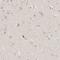 Grancalcin antibody, HPA035034, Atlas Antibodies, Immunohistochemistry frozen image 