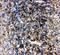 CD22 Molecule antibody, LS-C312263, Lifespan Biosciences, Immunohistochemistry frozen image 