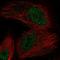 Oxidoreductase NAD Binding Domain Containing 1 antibody, HPA036830, Atlas Antibodies, Immunocytochemistry image 