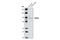 Transient Receptor Potential Cation Channel Subfamily V Member 3 antibody, 3484S, Cell Signaling Technology, Western Blot image 